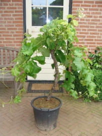 Wijnrank (Vitis Vinifera) middel hoog (circa 15-20 jaar)