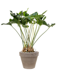 Handgemaakte Terracotta bloempot`Vaso Julietta` Ø60xH50
