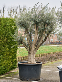 Olijfboom vertakt Olea Europaea "Giant" - potmaat 100 cm, hoogte 250-300 cm