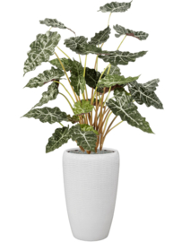 Alocasia (Olifantsoor) kunstplant - hoogte 110 cm