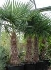 Palmboom `Trachicarpus Fortunei` stamhoogte 130-140 cm, planthoogte 210-240 cm