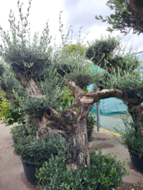 Olijfboom Olea Europaea 'Belezza" Multi Pon Pon, potmaat 75x35, hoogte 195