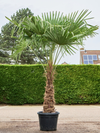 Palmboom Trachycarpus Fortunei stamhoogte 80-100 cm, totale hoogte circa 200-240 cm