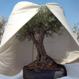 Winterbeschermhoes XXXL Ø 250 cm x H 350 cm. PREMIUM QUALITY - Extra sterk 140g/m Kleur: beige