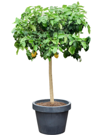 Citroenboom (Citrus Lemon) - potmaat 50x40 cm, hoogte 175 cm