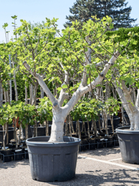 Vijgenboom (Ficus Carica) potmaat 73x53, hoogte 210 cm