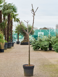 Vijgenboom (Ficus Carica) potmaat 33x28, hoogte 180 cm