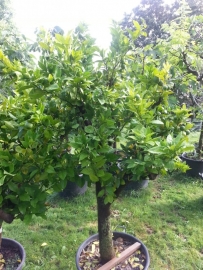 Mandarijnboom. (Citrus Reticulata) Stamomtrek 40-50cm, hoogte 150-175cm