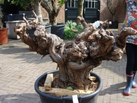 Wijnrank (Vitis Vinifera). Stamomtrek 80-85cm, leeftijd circa 100 jaar!