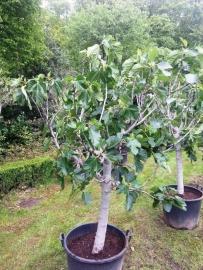 Vijgenboom (Ficus Carica) potmaat 55x41, hoogte 220 cm