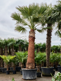 Palmboom Washingtonia  filifera stamhoogte 220-260 cm, totale hoogte circa 520-560 cm