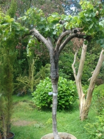 Wijnrank (Vitis Vinifera) hoog op stam (circa 60 jaar)