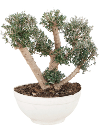 Olijfboom Olea Europaea "Basso" - potmaat 42x19, hoogte ca 80 cm