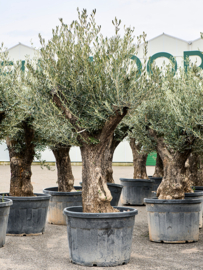Olijfboom Olea Europaea "Colossus" - potmaat 70x54, hoogte ca 240 cm