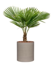 Palmboom Trachycarpus Fortunei stamhoogte 10-20 cm, totale hoogte circa 90-120 cm