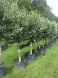 Olijfboom Olea Europea  `Delight`