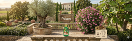 Pokon Bio Mediterrane Plantenvoeding (500ml) – Voor Olijf, Palm & Citrus