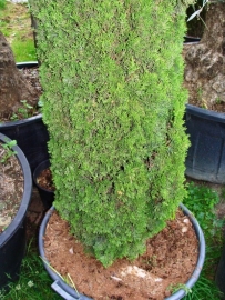 Toscaanse cipres (Cupressus sempervirens) `Stricta`, hoogte 350-400 cm.