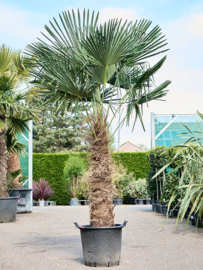 Palmboom `Trachicarpus Fortunei`  stamhoogte 100-120 cm, planthoogte 200-260 cm