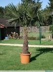Palmboom `Trachicarpus Fortunei`  stamhoogte 90-100 cm, planthoogte 150-170 cm