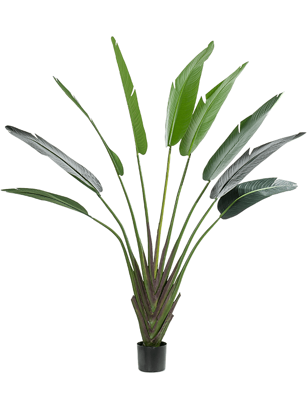 Strelitzia kunstplant (Paradijsvogelplant) H180 x B140 cm