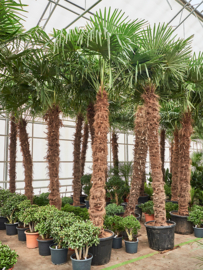 Palmboom Trachycarpus Fortunei stamhoogte 250-275 cm, totale hoogte circa 350-400 cm