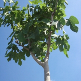 Vijgenboom (Ficus Carica) potmaat 60x47, hoogte 225 cm