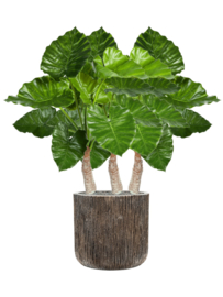 Alocasia Calidora (Olifantsoor) kunstplant - hoogte 80 cm