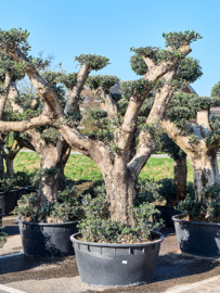 Olijfboom Olea Europaea 'Belezza" Multi Pon Pon, potmaat 75x35, hoogte 195