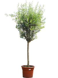 Olijfboom Olea Europaea "Delight"- potmaat 45x35 cm, hoogte ca 225 cm