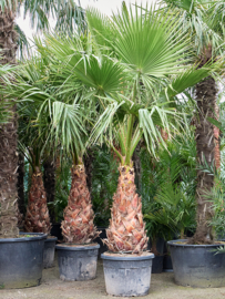Palmboom Washingtonia robusta stamhoogte 100-120 cm, totale hoogte circa 520-560 cm