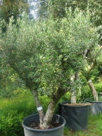 Olijfboom Olea Europea  `Basso`