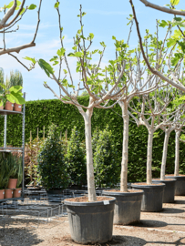 Vijgenboom (Ficus Carica) potmaat 60x47, hoogte 225 cm