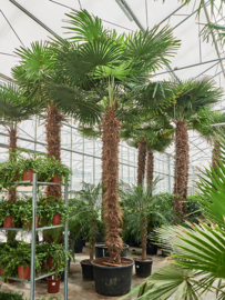 Palmboom Trachycarpus Fortunei stamhoogte 250-275 cm, totale hoogte circa 340-360 cm