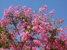 Lagerstroemia Indica (hoogstam) 12-14 stamomtrek, hoogte 250-300cm