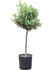 Olijfboom Olea Europaea "Valiente"- potmaat 26x24 cm, hoogte ca 105 cm
