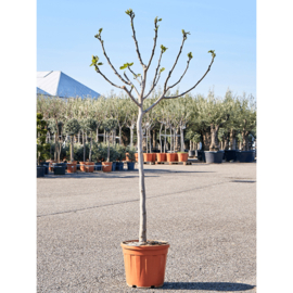 Vijgenboom (Ficus Carica) potmaat 45x37, hoogte 170 cm