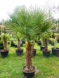 Palmboom `Trachicarpus Fortunei`  stamhoogte 100-120 cm, planthoogte 180-200 cm
