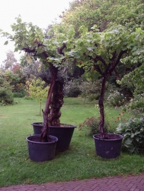 Wijnrank (Vitis Vinifera) hoog op stam (circa 60 jaar)