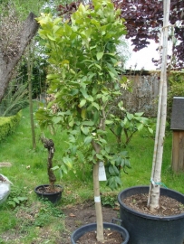 Citroenboom (Citrus Limonia) 100-125 cm `Alto`.