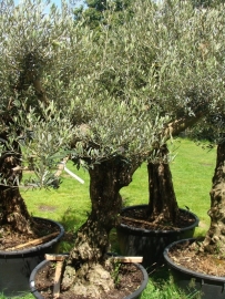 Olijfboom Olea Europea `Collossus`