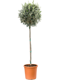 Olijfboom Olea Europaea "Valiente"- potmaat 33x29 cm, hoogte ca 175 cm