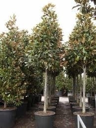 Magnolia Grandiflora `Gallisonensis` Halfstam potmaat 25L, stamomtrek 10-12cm, hoogte 200-250cm