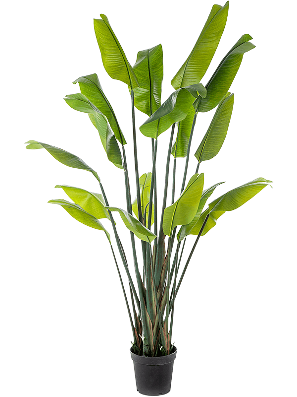 Strelitzia Traveller kunstplant (Paradijsvogelplant) H200 cm