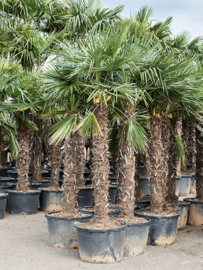 Palmboom Trachycarpus Fortunei stamhoogte 140-160 cm, totale hoogte circa 200-240 cm