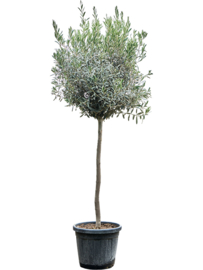 Olijfboom Olea Europaea "Valiente"- potmaat 40x34 cm, hoogte 180 cm