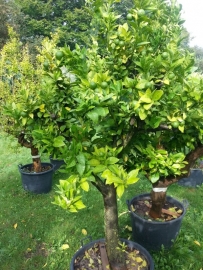 Citroenboom (Citrus Lemon) - potmaat 60x45 cm, hoogte 180 cm