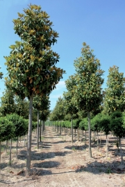 Magnolia Grandiflora `Gallisonensis` Halfstam potmaat 25L, stamomtrek 10-12cm, hoogte 200-250cm