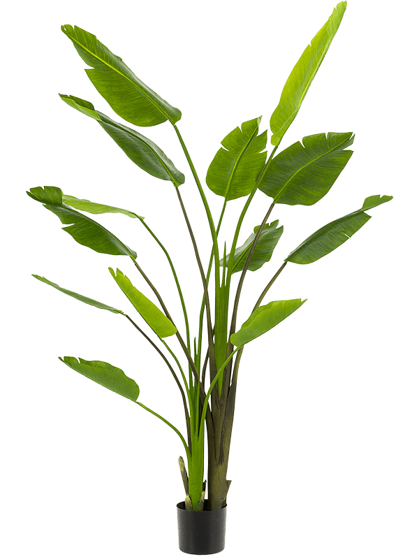 Strelitzia Nicolai kunstplant (Paradijsvogelplant) H180 x B140 cm