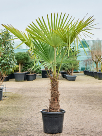 Palmboom Trachycarpus Fortunei stamhoogte 30-40 cm, totale hoogte circa 140-180